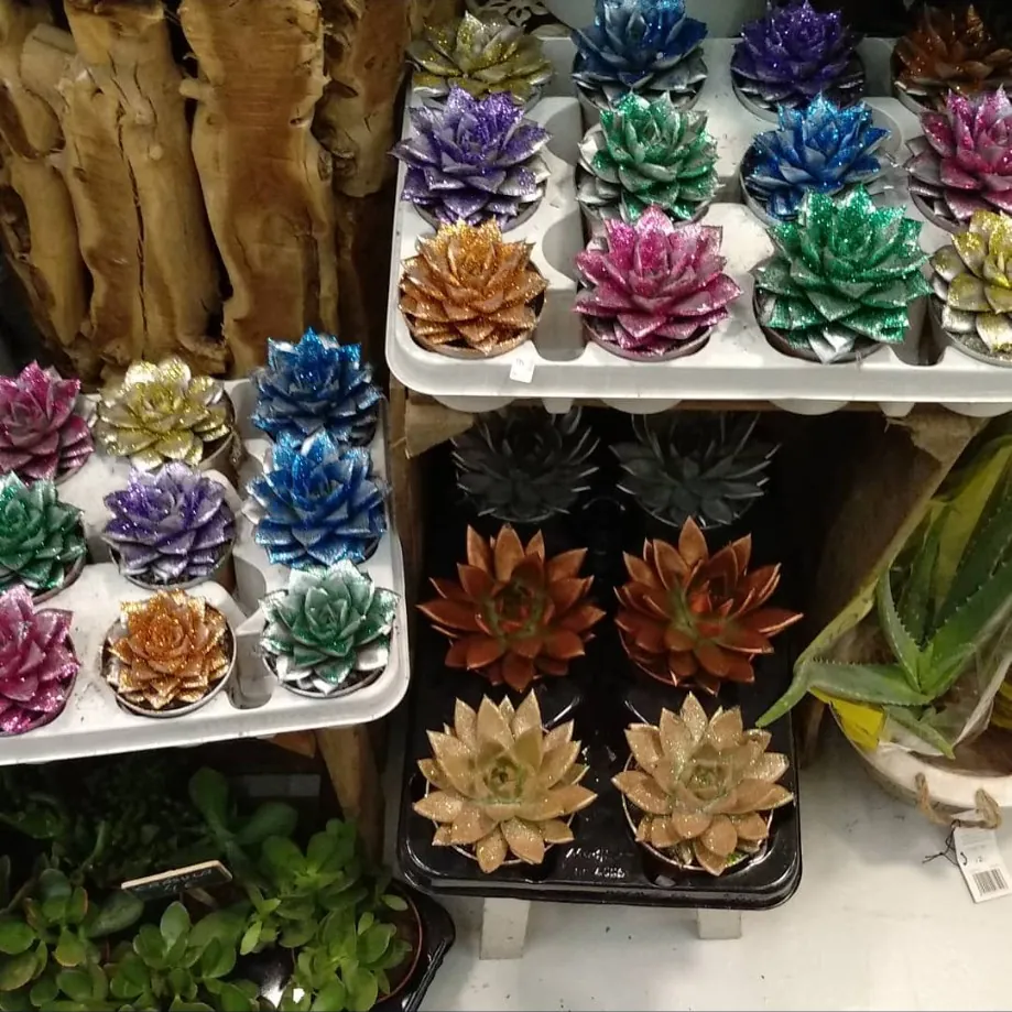 Suculentas decoradas con brillantina en macetas