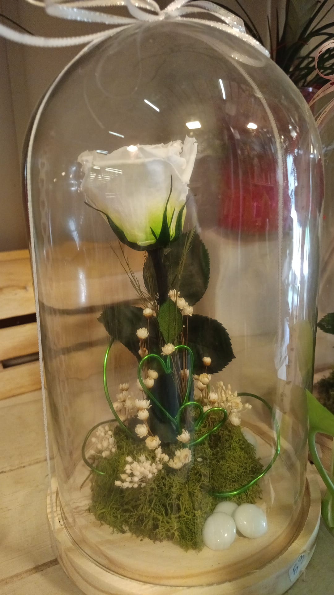 Rosa blanca preservada dentro de fanal de cristal con musgo y decoración verde, regalo de El Bosque de Marie