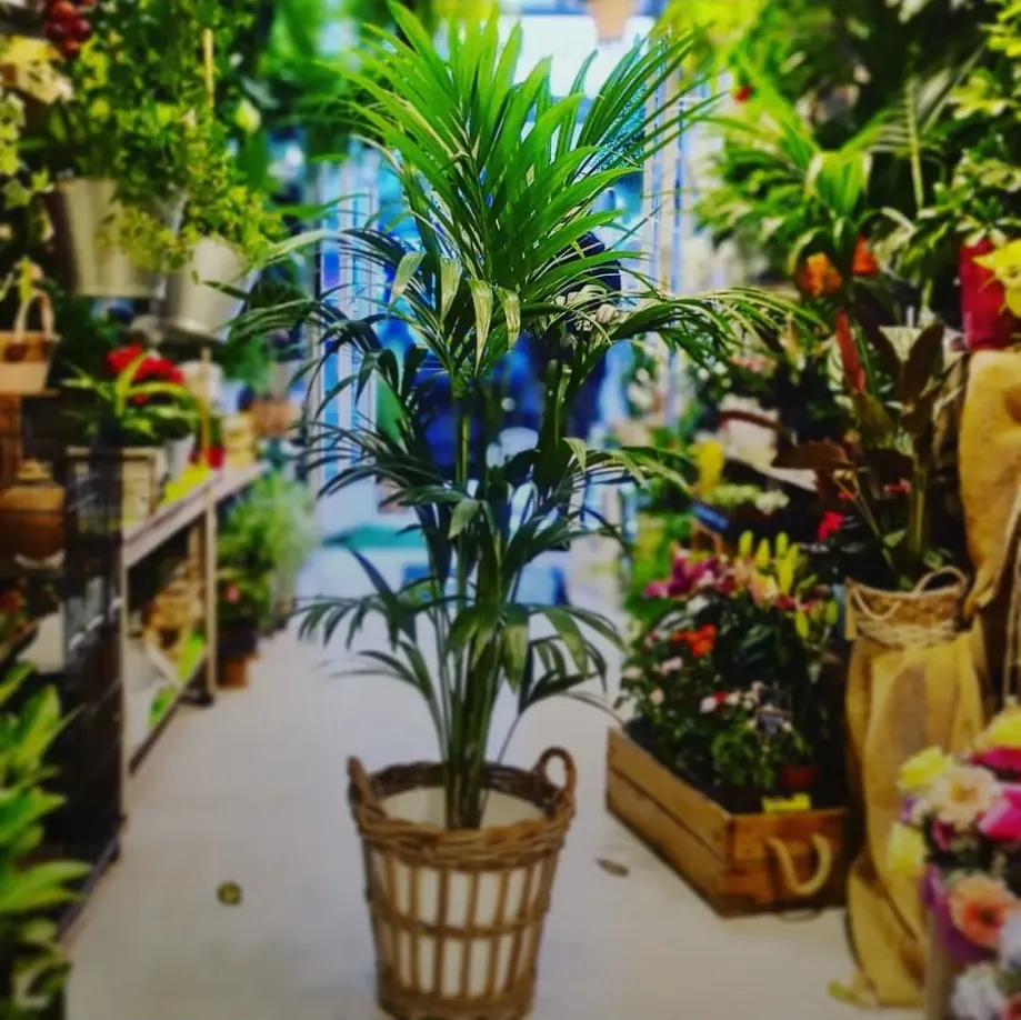 Palmera en cesto de mimbre dentro de la floristería